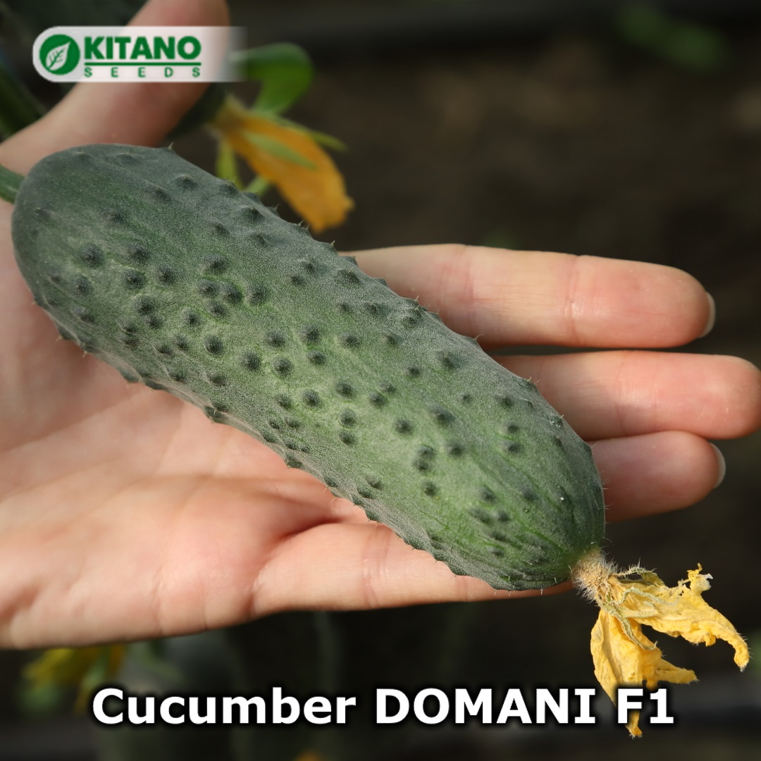 Domani_2